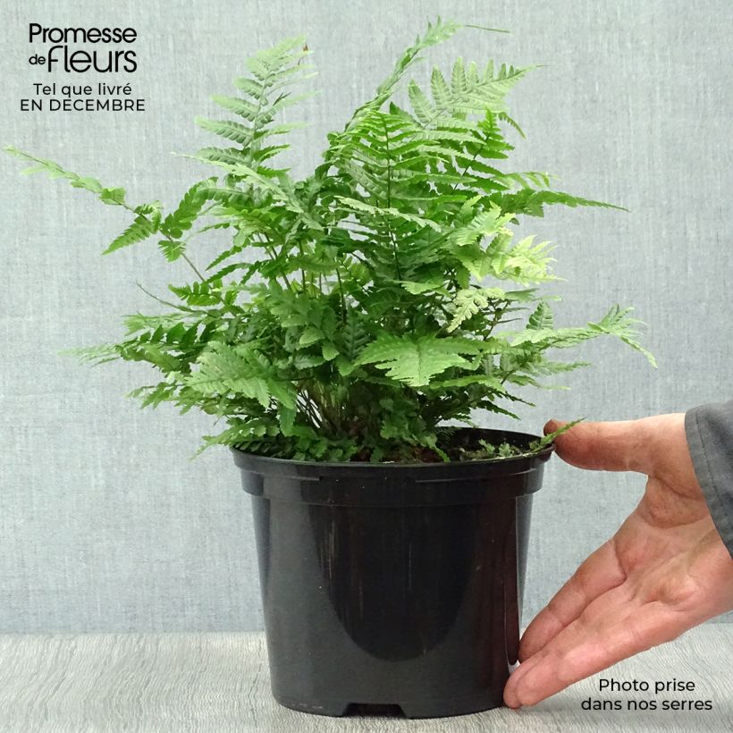 Dryopteris wallichiana Jurassic Gold - Wood Fern 2L/3L pot sample as delivered in winter