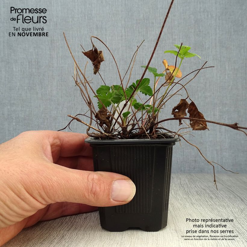Duchesnea indica 8/9 cm pot sample as delivered in autumn