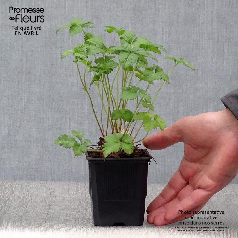 Duchesnea indica 8/9 cm pot sample as delivered in spring