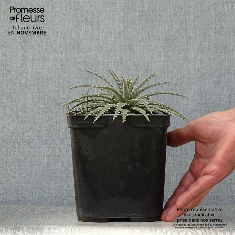 Dyckia Brittle Star 3L/4L pot sample as delivered in autumn