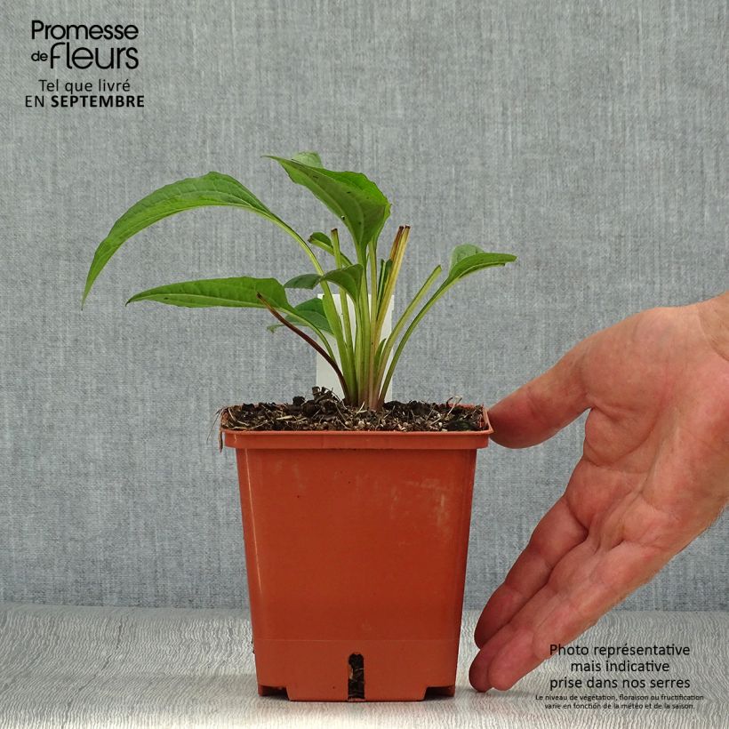 Echinacea Summer Cocktail - Purple Coneflower 1L/1.5L pot sample as delivered in autumn