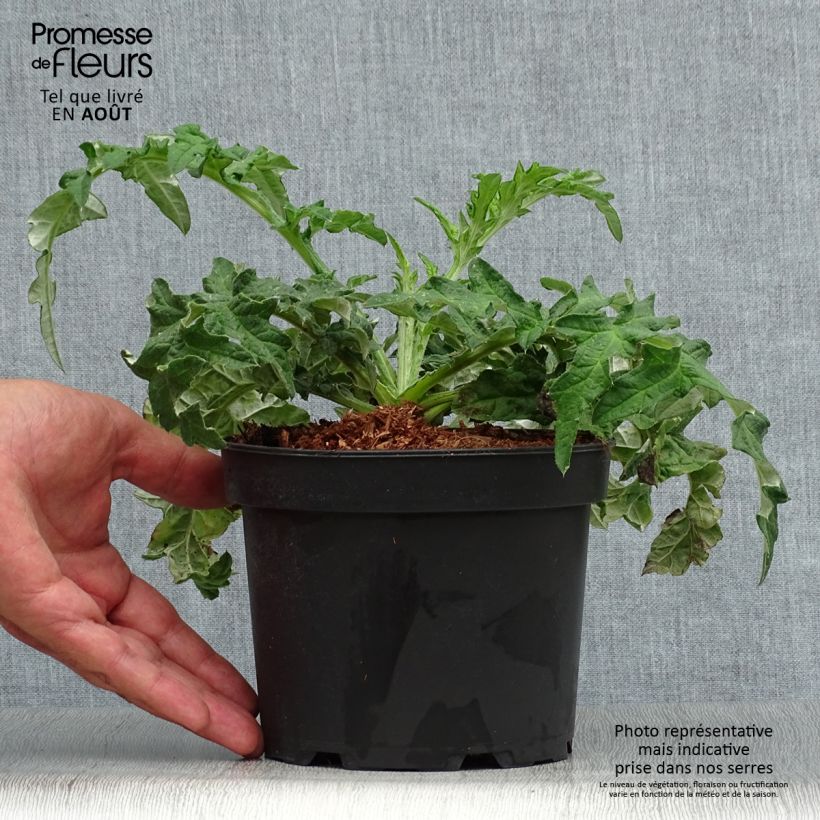 Echinops bannaticus Taplow Blue 2L/3L pot sample as delivered in summer