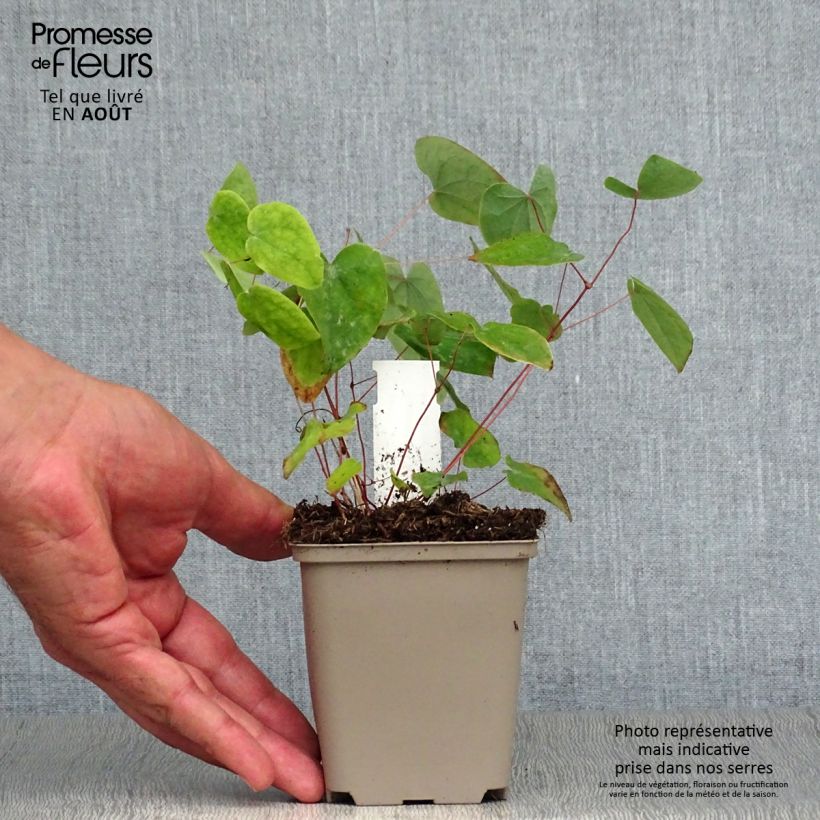 Epimedium acuminatum - Barrenwort 8/9 cm pot sample as delivered in summer
