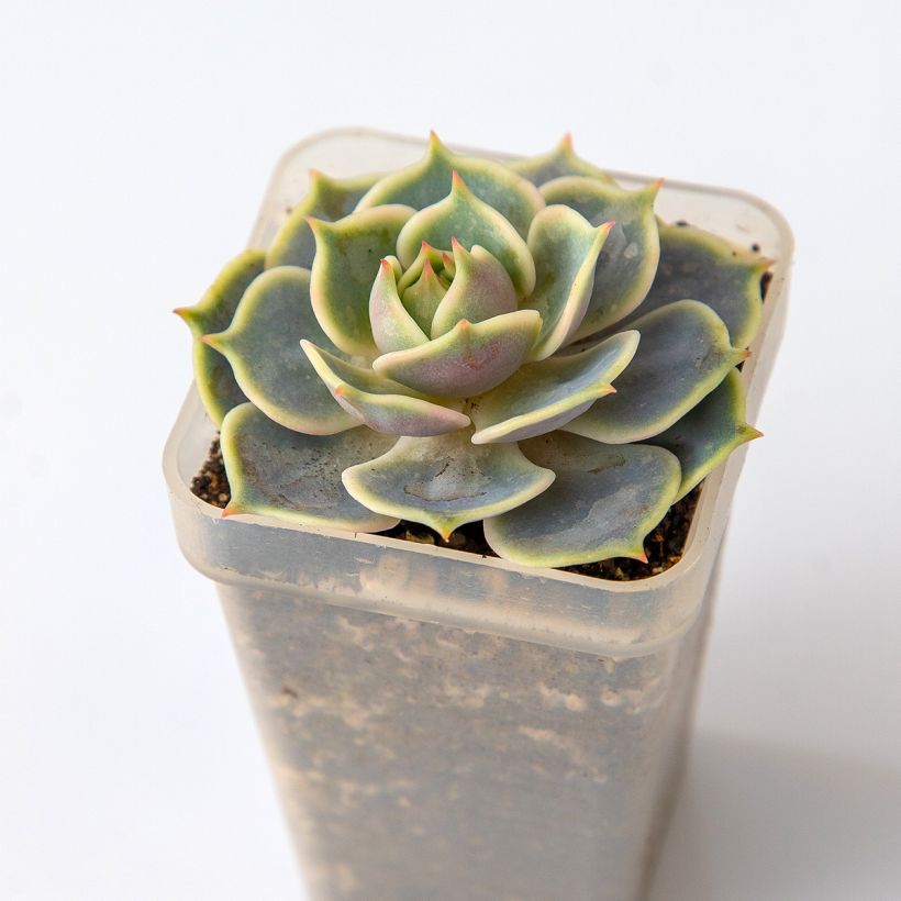 Echeveria  'Lola' (Foliage)