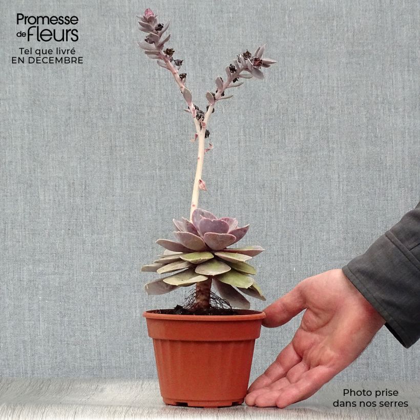 Echeveria Perle Von Nürnberg 12cm pot sample as delivered in winter