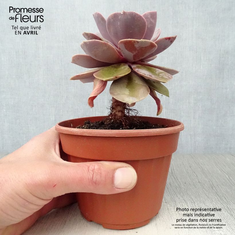 Echeveria Perle Von Nürnberg 12cm pot sample as delivered in spring