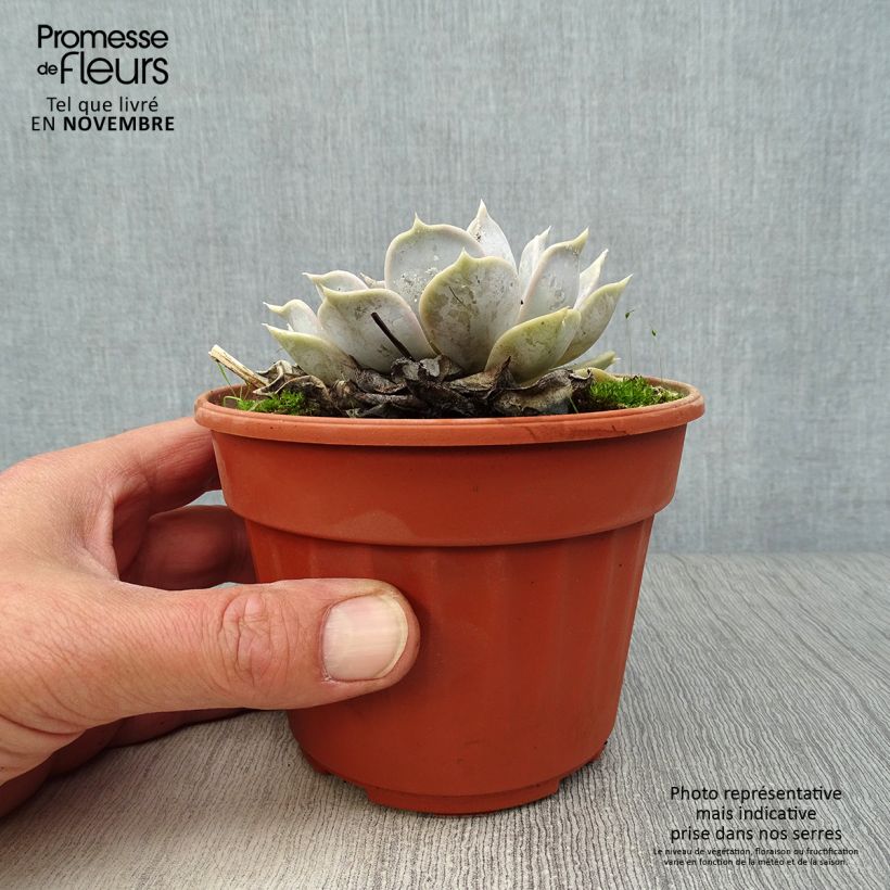Echeveria lilacina 1.5L/2L pot sample as delivered in autumn