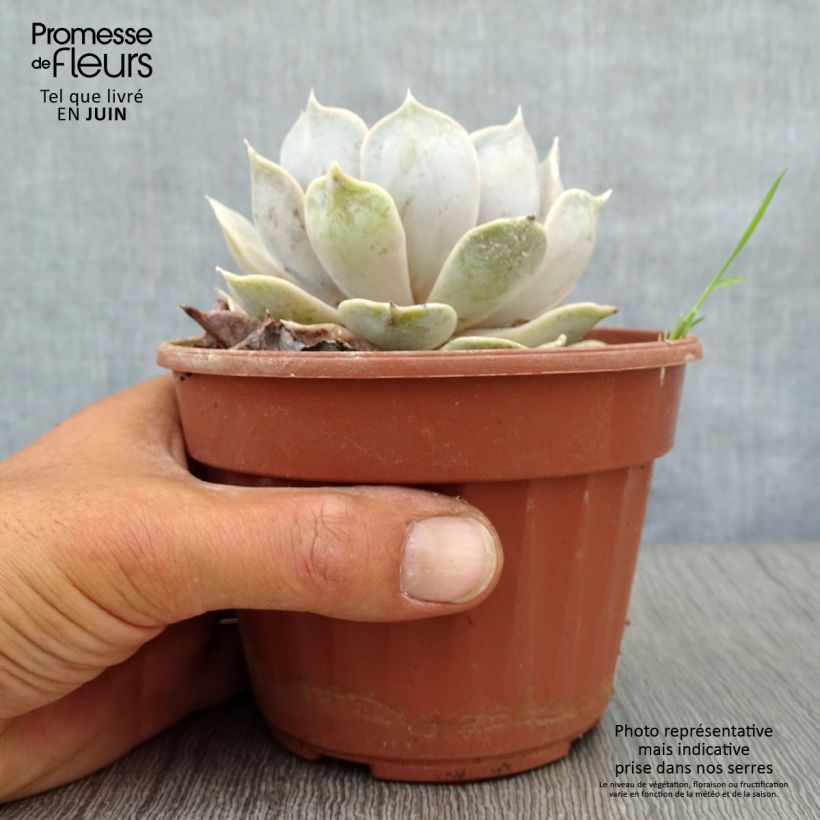 Echeveria lilacina 1.5L/2L pot sample as delivered in summer