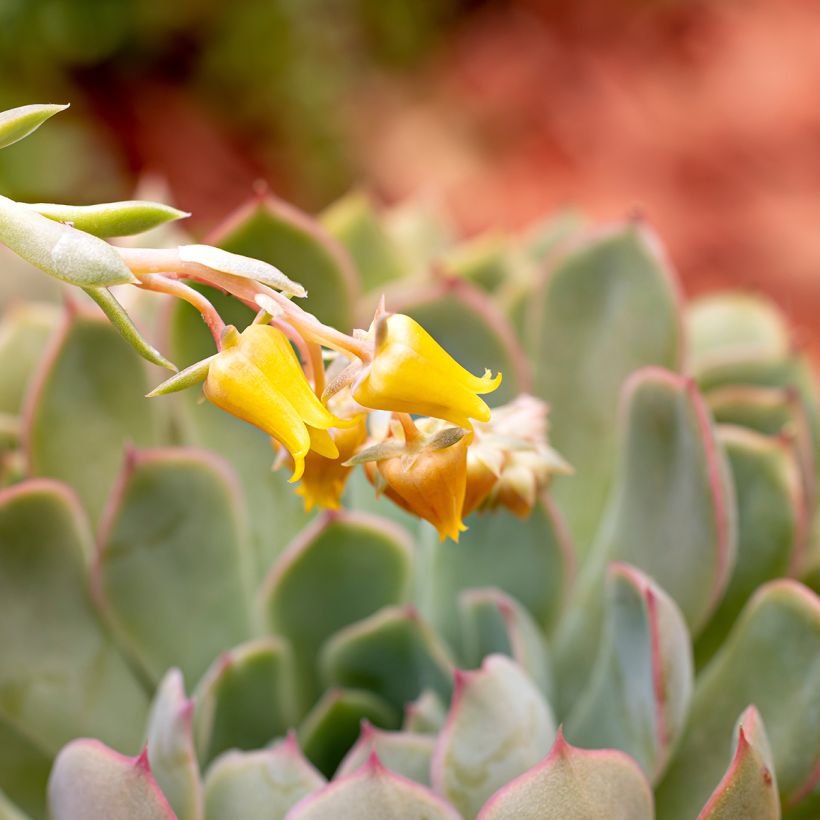 Echeveria pulidonis - Pulido's echeveria (Flowering)