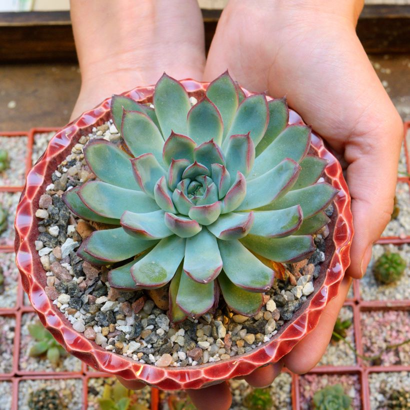 Echeveria pulidonis - Pulido's echeveria (Plant habit)