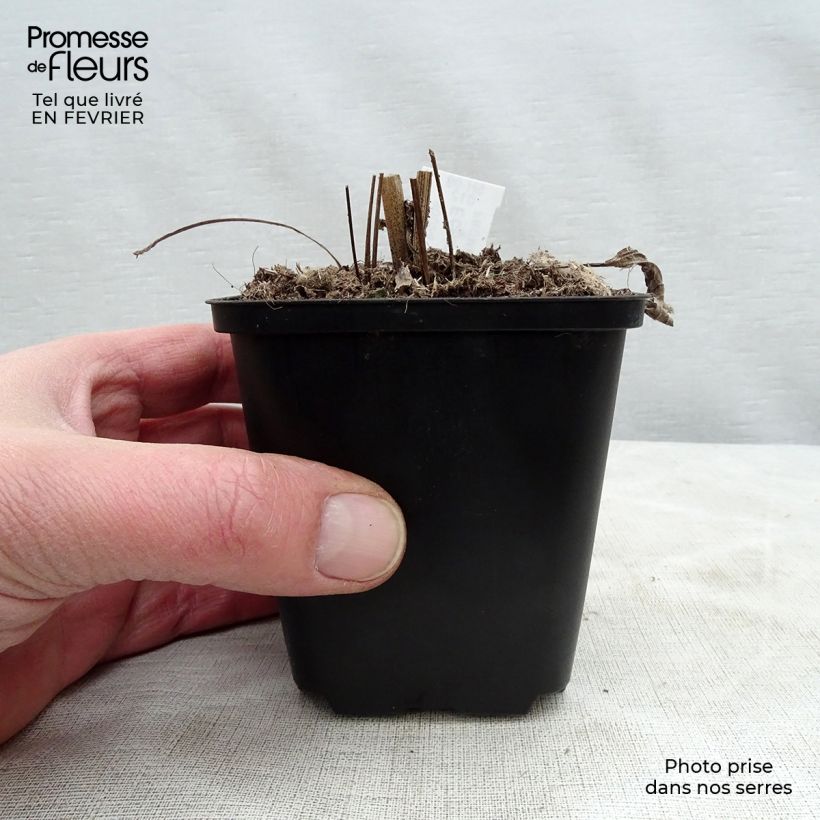 Echinacea purpurea Aloha - Purple Coneflower 8/9 cm pot sample as delivered in winter