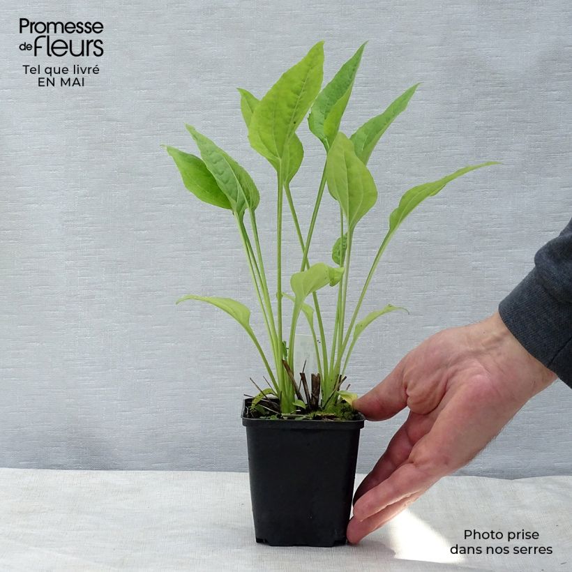 Echinacea purpurea Aloha - Purple Coneflower 8/9 cm pot sample as delivered in spring