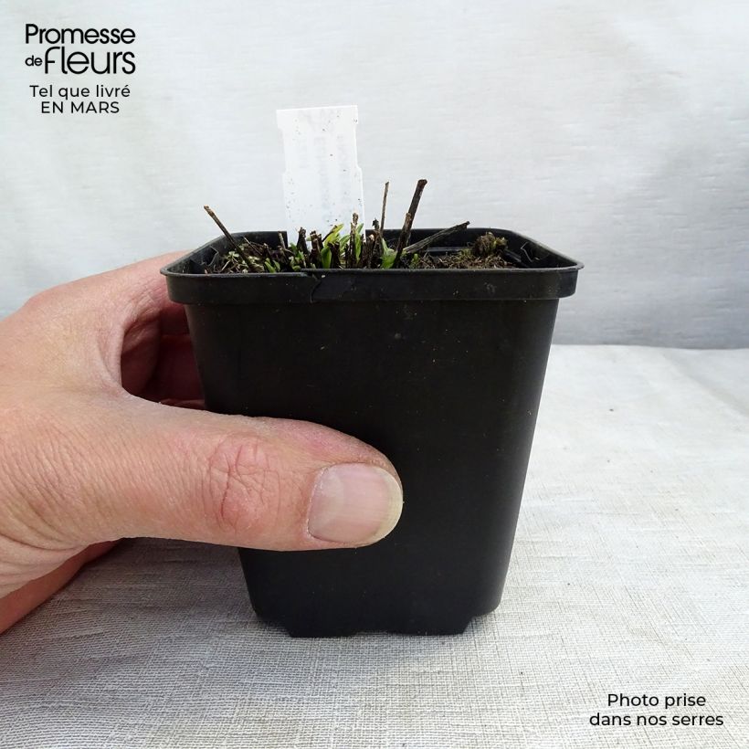 Echinacea purpurea Avalanche - Purple Coneflower 8/9 cm pot sample as delivered in spring