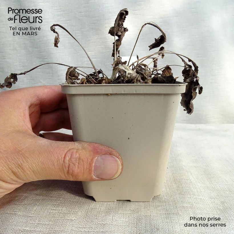 Echinacea purpurea Big Kahuna - Purple Coneflower 8/9 cm pot sample as delivered in winter