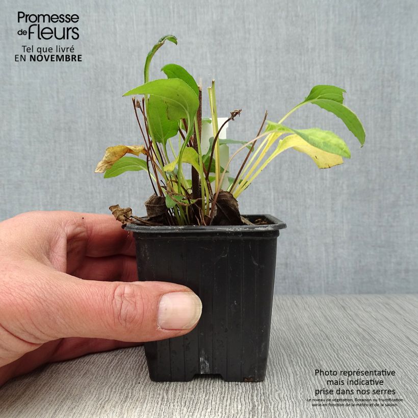 Echinacea purpurea Butterfly Kisses - Purple Coneflower 8/9 cm pot sample as delivered in autumn