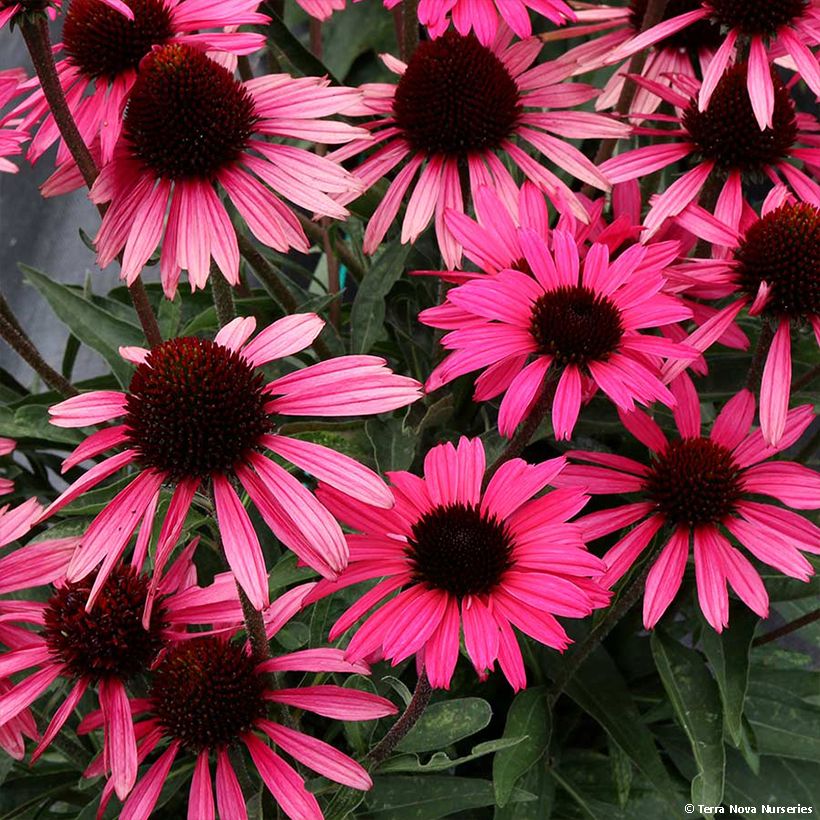 Echinacea purpurea Dark Shadows Wicked - Purple Coneflower (Flowering)