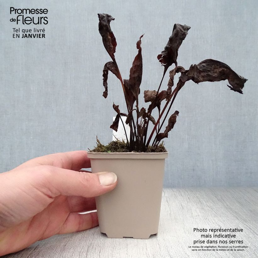 Echinacea purpurea Eccentric - Purple Coneflower 8/9 cm pot sample as delivered in winter