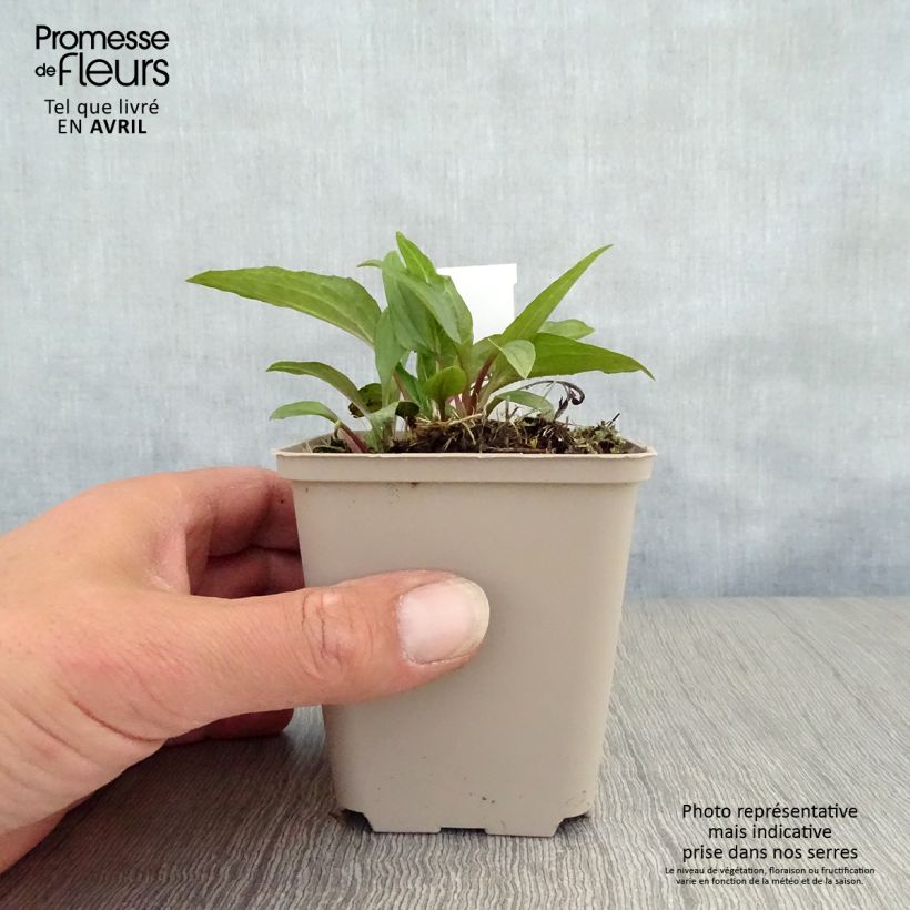 Echinacea purpurea Eccentric - Purple Coneflower 8/9 cm pot sample as delivered in spring