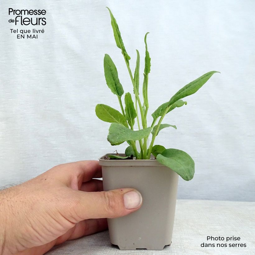 Echinacea purpurea Fragrant Angel - Purple Coneflower 8/9 cm pot sample as delivered in spring