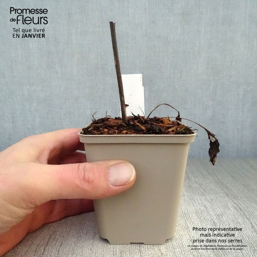 Echinacea purpurea Fragrant Angel - Purple Coneflower 8/9 cm pot sample as delivered in winter