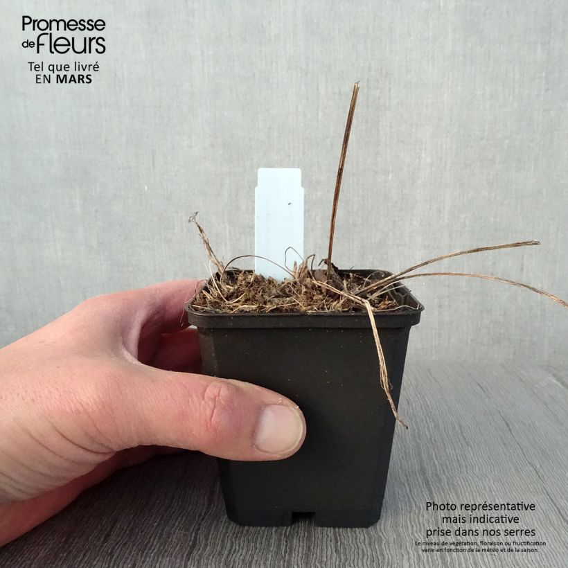 Echinacea purpurea Funky White - Purple Coneflower 8/9 cm pot sample as delivered in spring