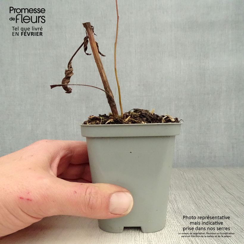 Echinacea purpurea Green Envy - Purple Coneflower 8/9 cm pot sample as delivered in winter