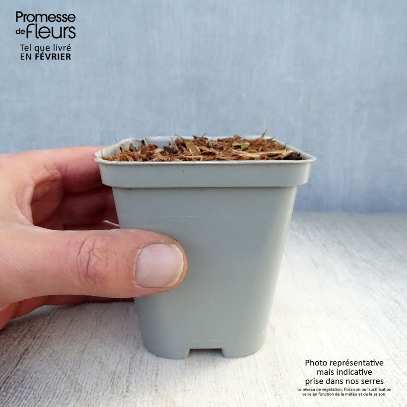 Echinacea purpurea Green Jewel - Purple Coneflower 8/9 cm pot sample as delivered in winter