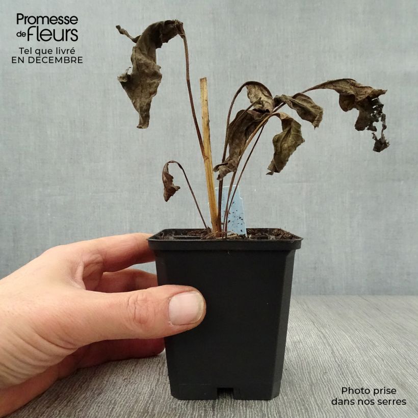 Echinacea purpurea Harvest Moon - Purple Coneflower 8/9 cm pot sample as delivered in winter