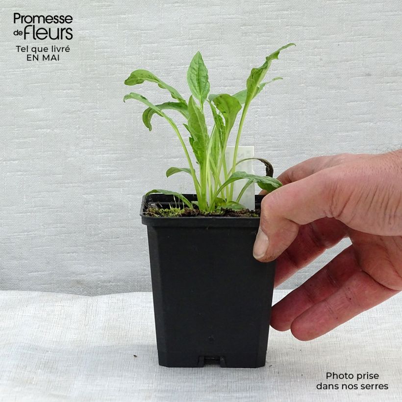 Echinacea purpurea Harvest Moon - Purple Coneflower 8/9 cm pot sample as delivered in spring