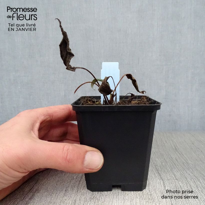 Echinacea purpurea Hot Papaya - Purple Coneflower 8/9 cm pot sample as delivered in winter