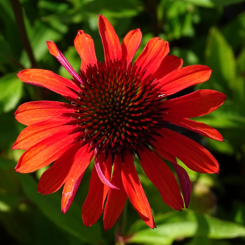 Echinacea purpurea Hot Summer - Purple Coneflower (Flowering)