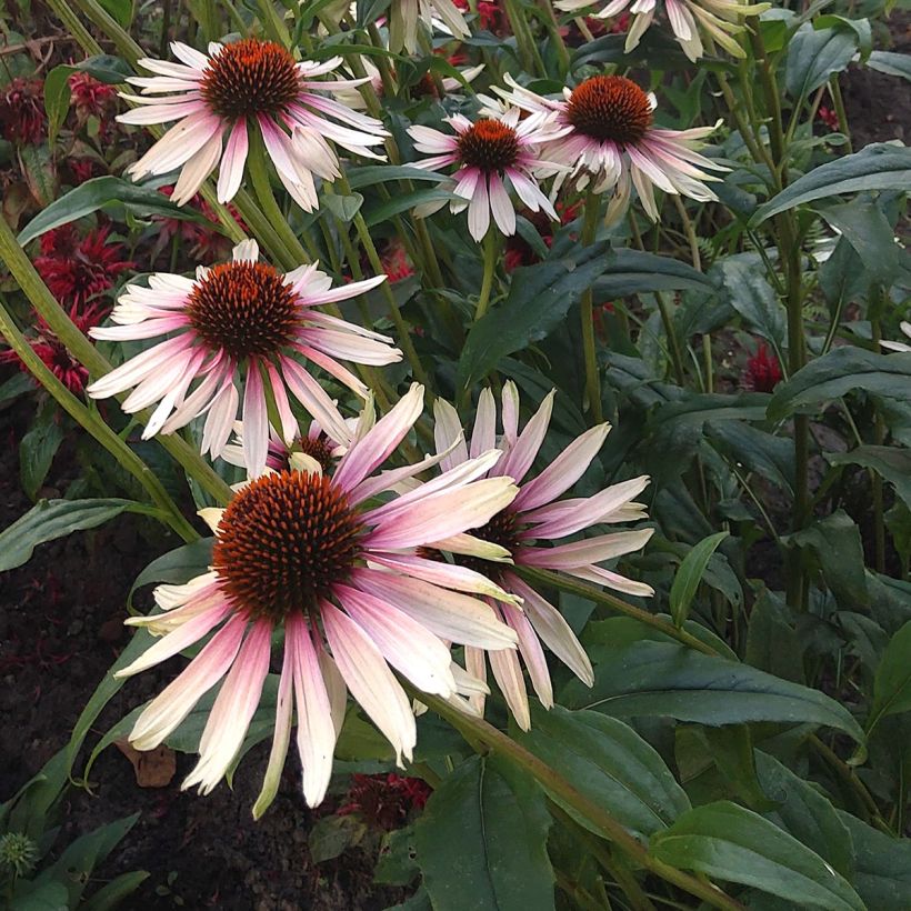 Echinacea JS Engeltje Pretty Parasols - Purple coneflower (Flowering)