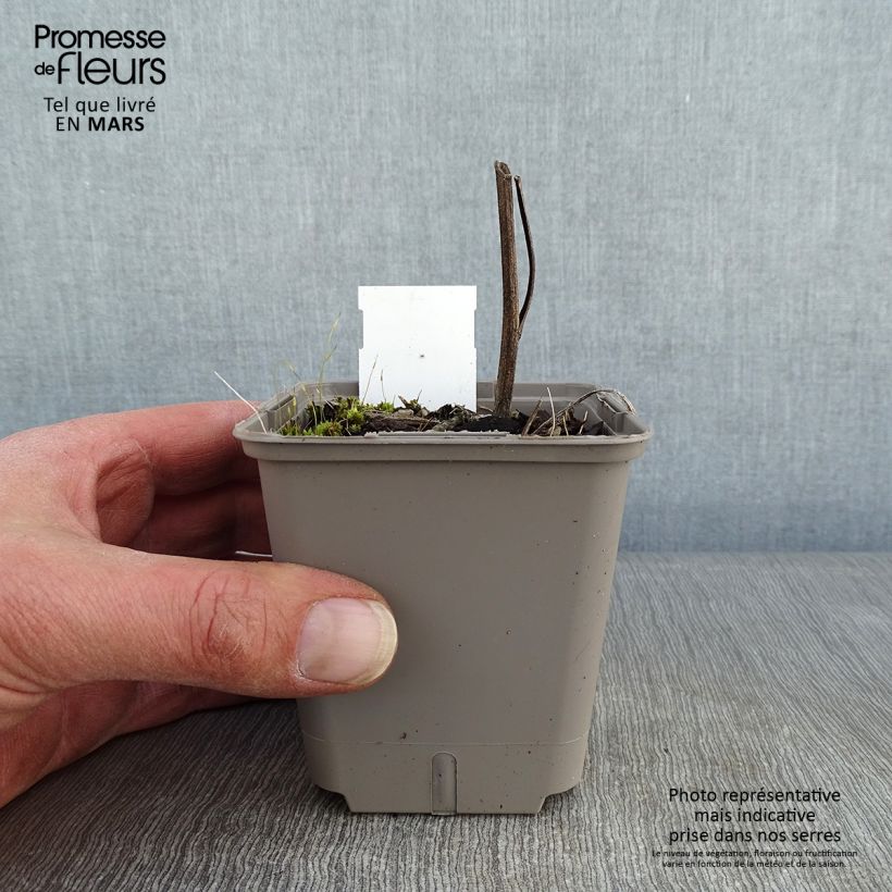 Echinacea purpurea Kismet Orange Intense - Purple Coneflower 8/9 cm pot sample as delivered in winter