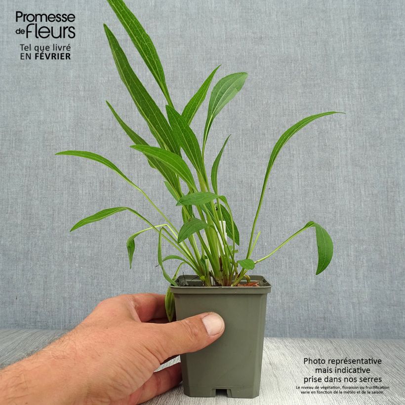 Echinacea purpurea Marmalade - Purple Coneflower 8/9 cm pot sample as delivered in autumn