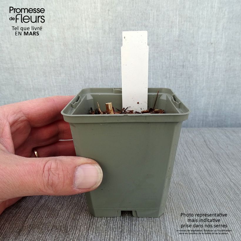 Echinacea purpurea Marmalade - Purple Coneflower 8/9 cm pot sample as delivered in winter