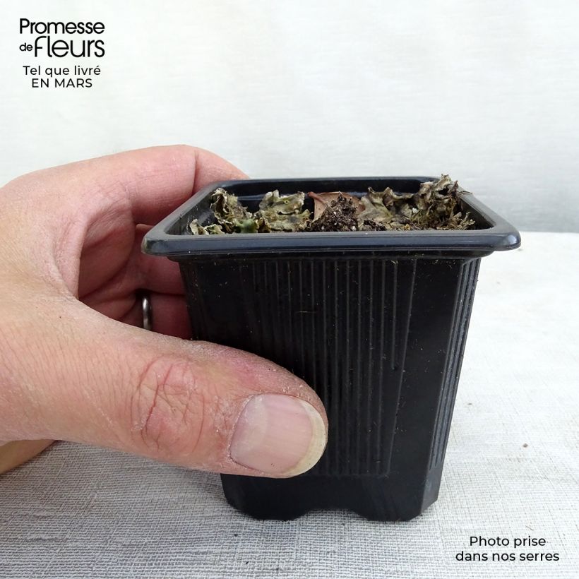 Echinacea purpurea Maxima - Purple Coneflower 8/9 cm pot sample as delivered in spring