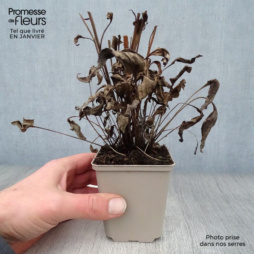 Echinacea Orange Skipper - Purple Coneflower 8/9 cm pot sample as delivered in winter