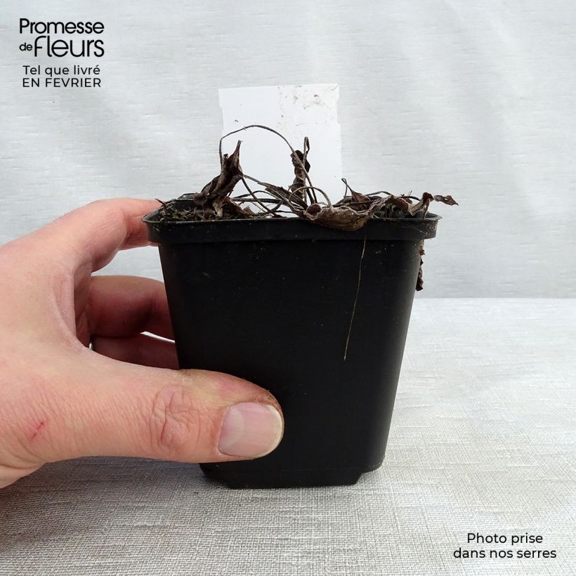 Echinacea purpurea Purity - Purple Coneflower 8/9 cm pot sample as delivered in winter