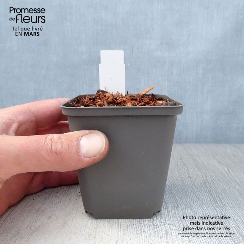 Echinacea purpurea Purity - Purple Coneflower 8/9 cm pot sample as delivered in spring