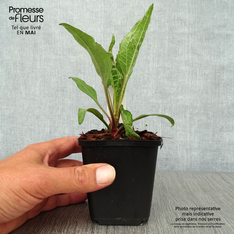 Echinacea purpurea Robin Hood - Purple Coneflower 8/9 cm pot sample as delivered in spring