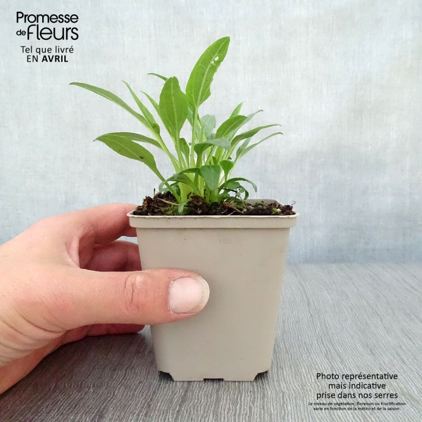 Echinacea Secret Glow - Purple Coneflower 8/9 cm pot sample as delivered in spring