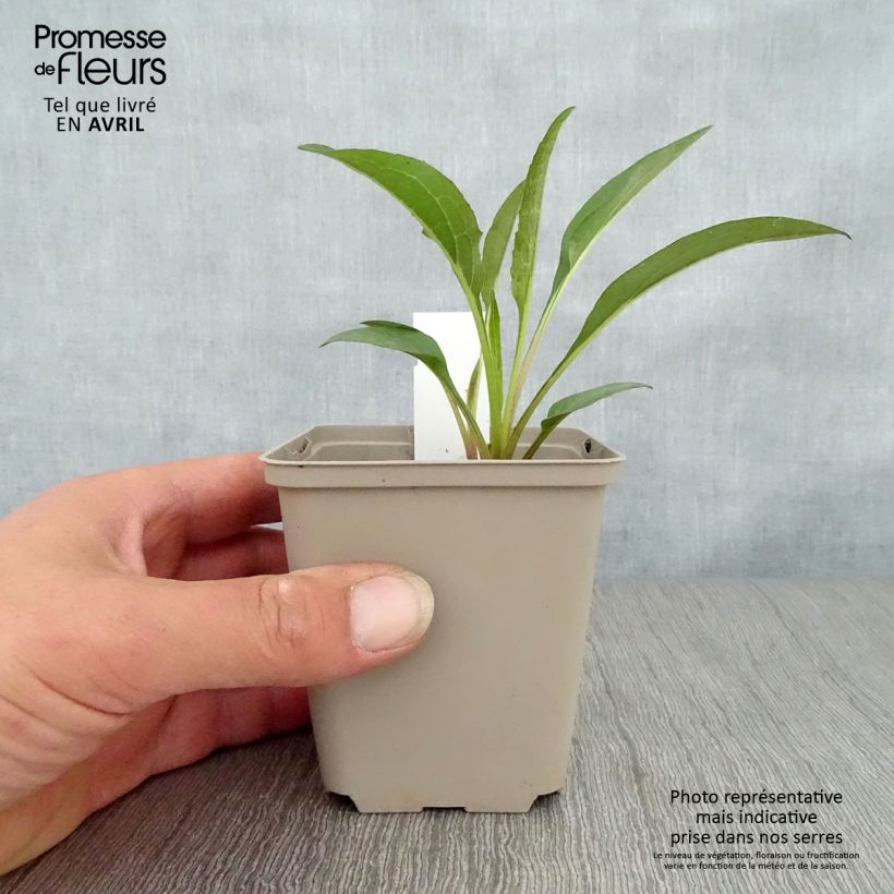Echinacea Secret Romance - Purple Coneflower 8/9 cm pot sample as delivered in spring