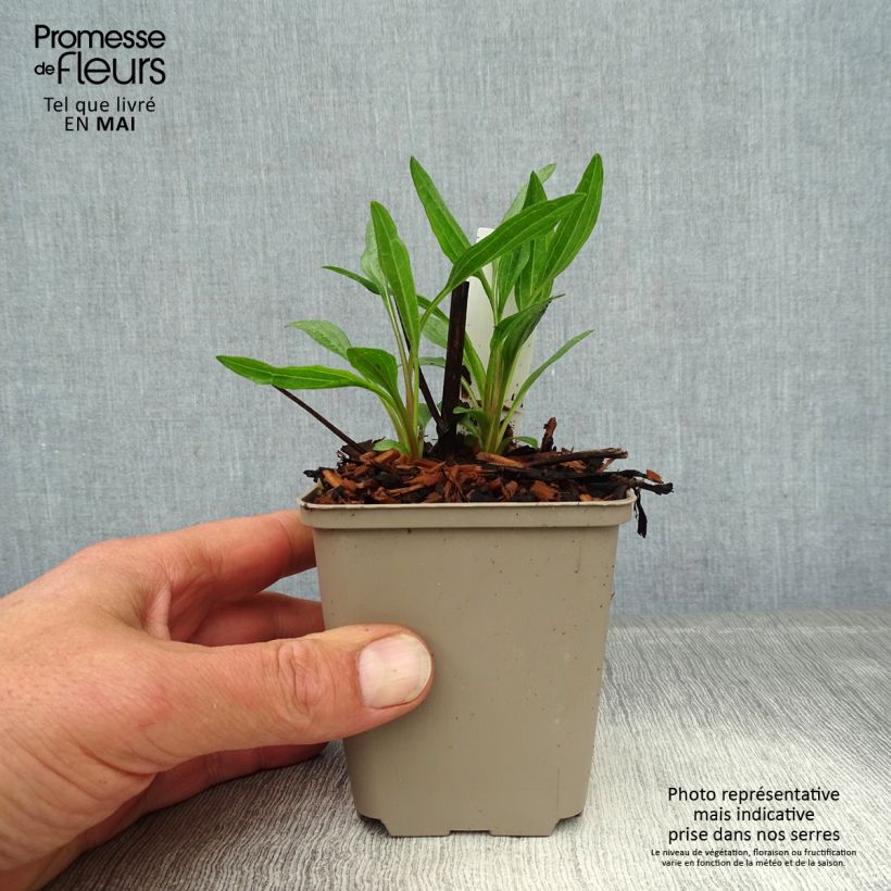 Echinacea purpurea Southern Belle 8/9 cm pot sample as delivered in spring