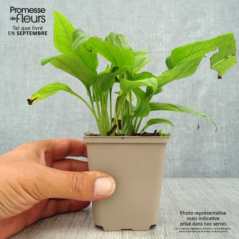 Echinacea SunSeekers Apple Green - Purple Coneflower 1.5L/2L pot sample as delivered in autumn