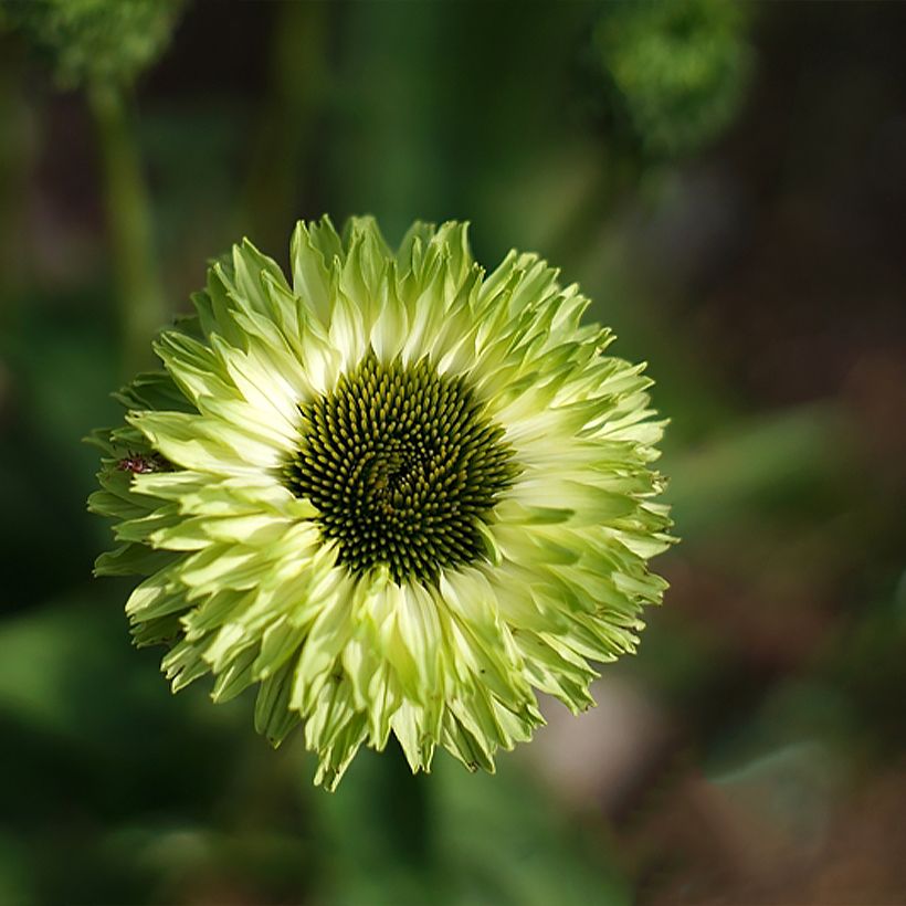 Echinacea SunSeekers Apple Green - Purple Coneflower (Flowering)