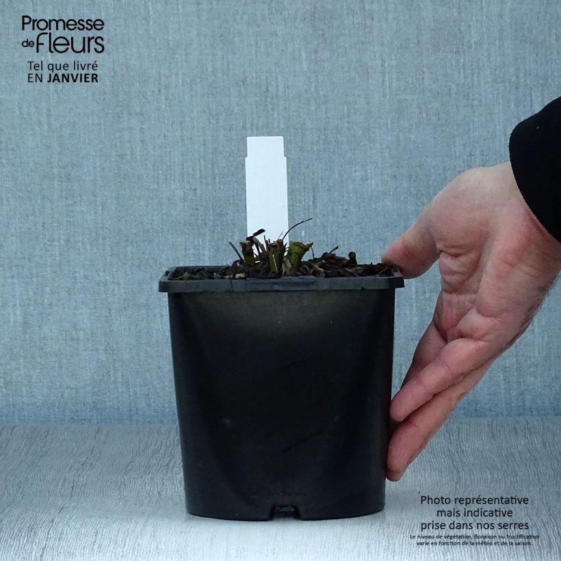 Echinacea SunSeekers Salmon - Purple Coneflower 2L/3L pot sample as delivered in winter