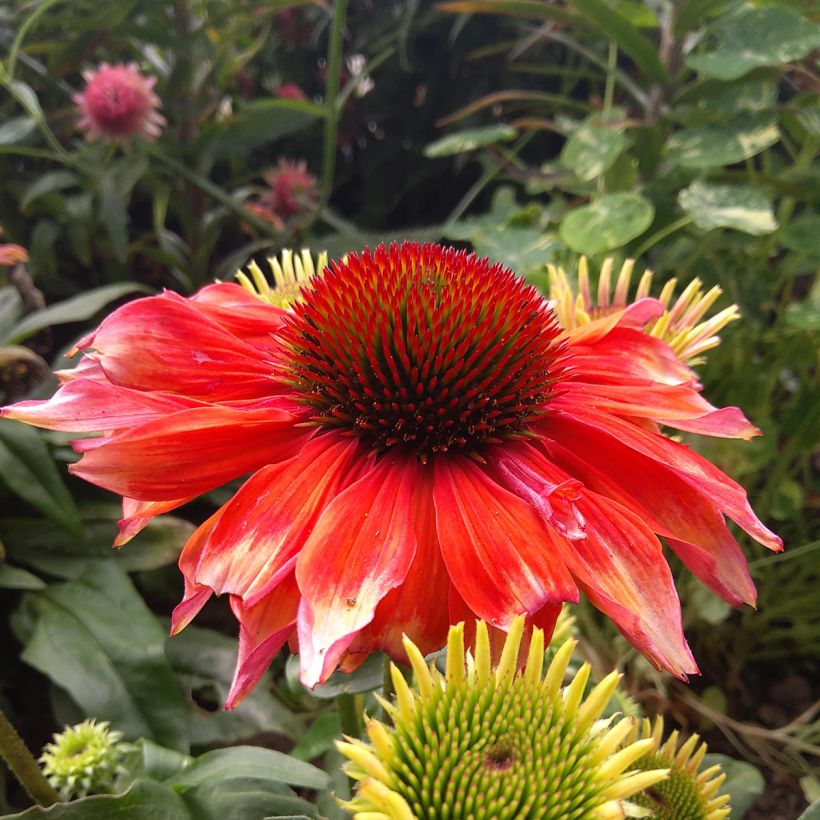 Echinacea Supreme Flamingo - Purple Coneflower (Flowering)