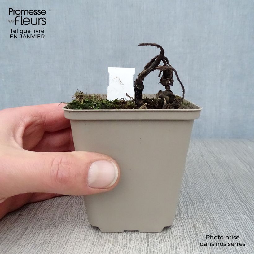 Echinacea Tangerine Dream - Purple Coneflower 8/9 cm pot sample as delivered in winter