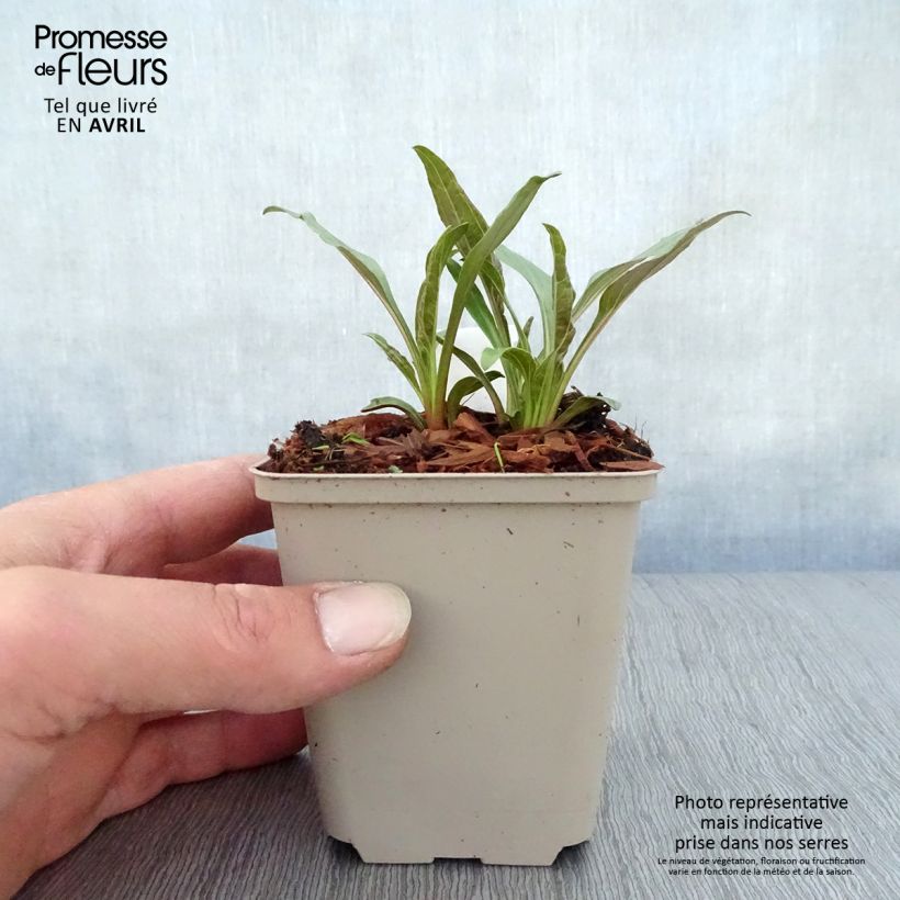 Echinacea Tangerine Dream - Purple Coneflower 8/9 cm pot sample as delivered in spring