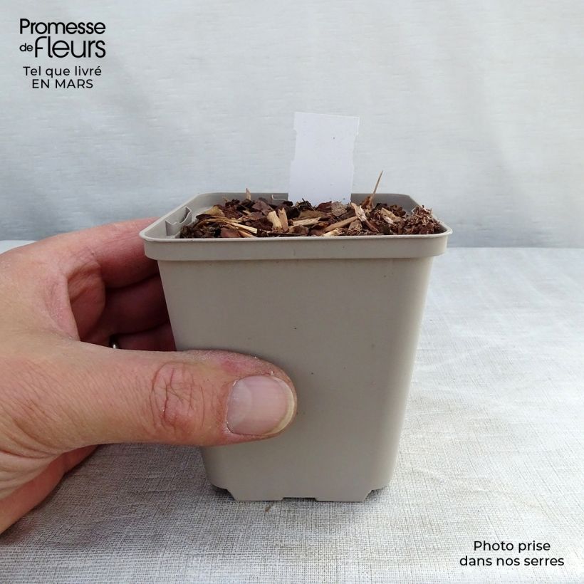 Echinacea Tiki Torch - Purple Coneflower 8/9 cm pot sample as delivered in winter